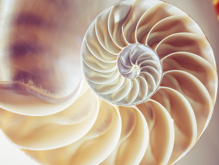 122241830-pearl-structure-nautilus-symmetry-cross-section-inside-pattern-nature-background-texture